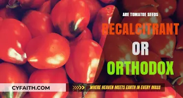 Tomato Seeds: Recalcitrant or Orthodox? Unraveling Their Storage Secrets