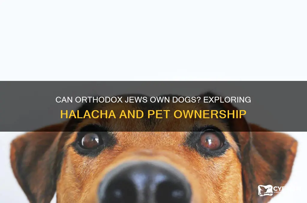 can orthodox jews have dogs