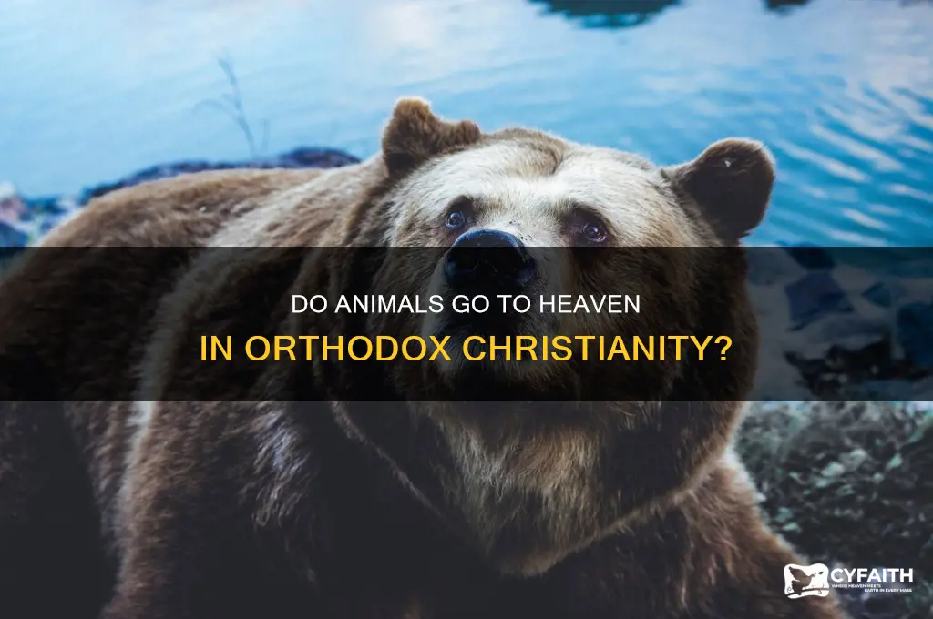 do animals go to heaven orthodox