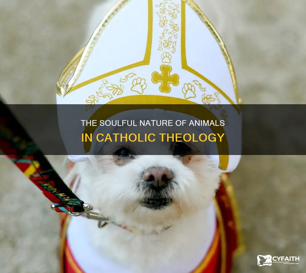 do animals have a soul catholic