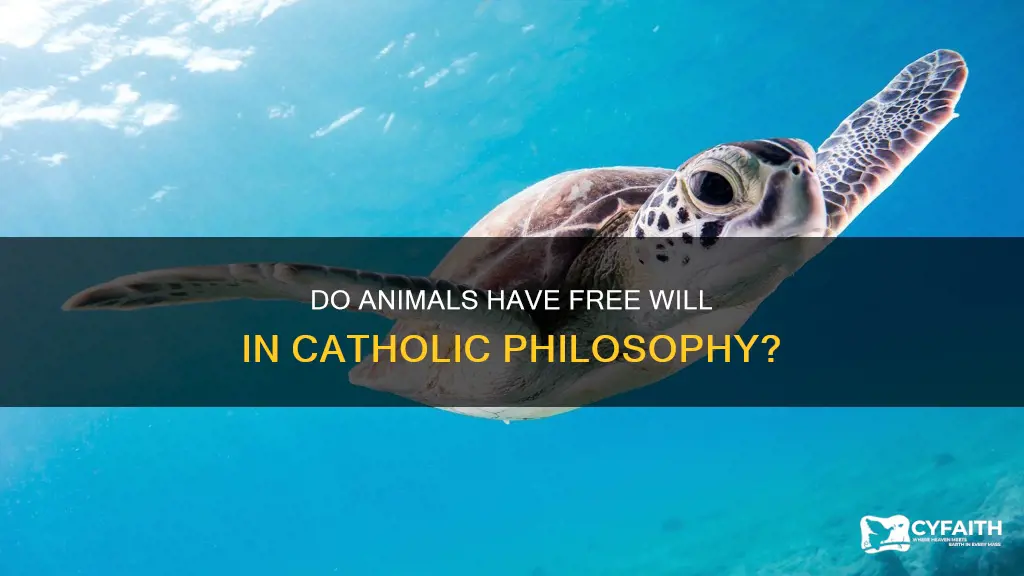 do animals have free will catholic