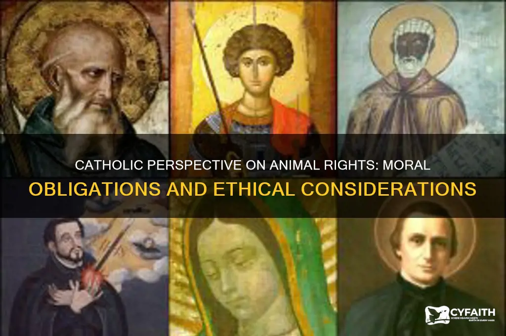 do animals have rights catholic