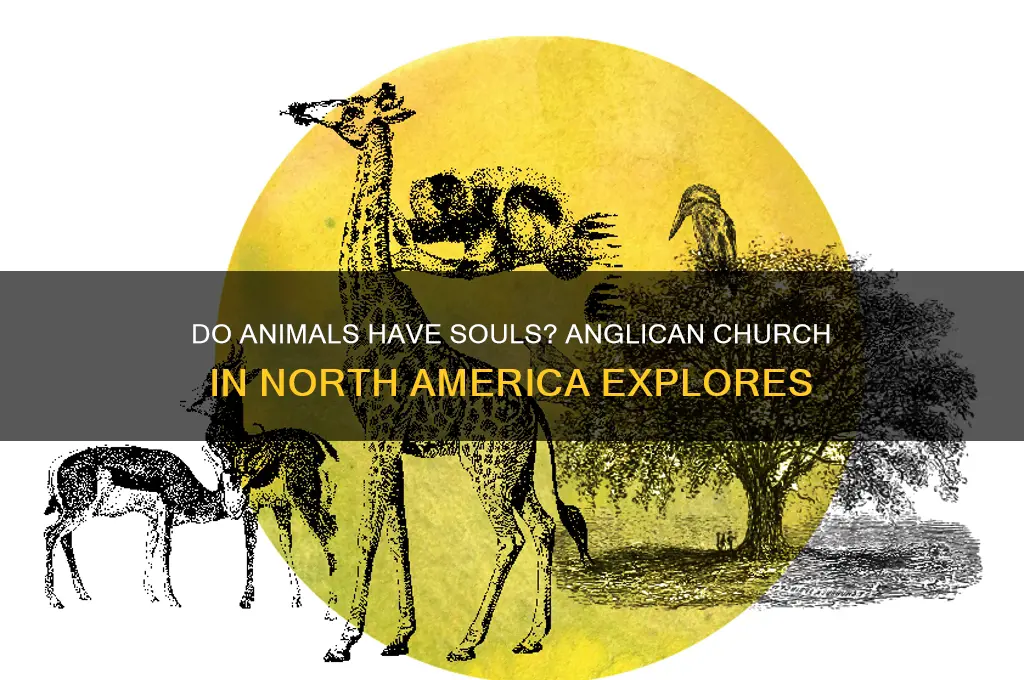 do animals have souls anglican church north america