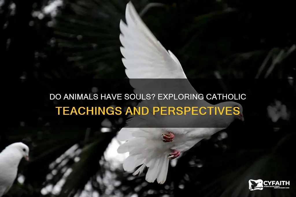 do animans have souls catholic