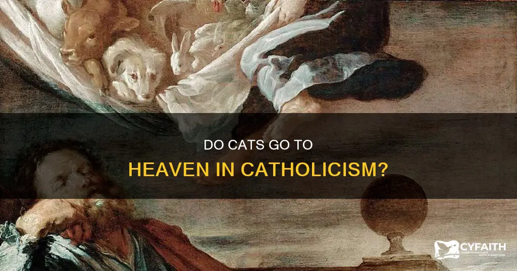 do cats go to heaven catholic