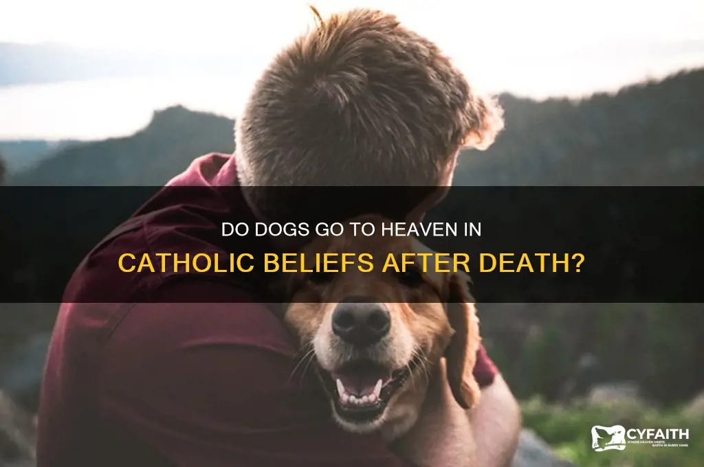 do dogs go to heaven when they die catholic