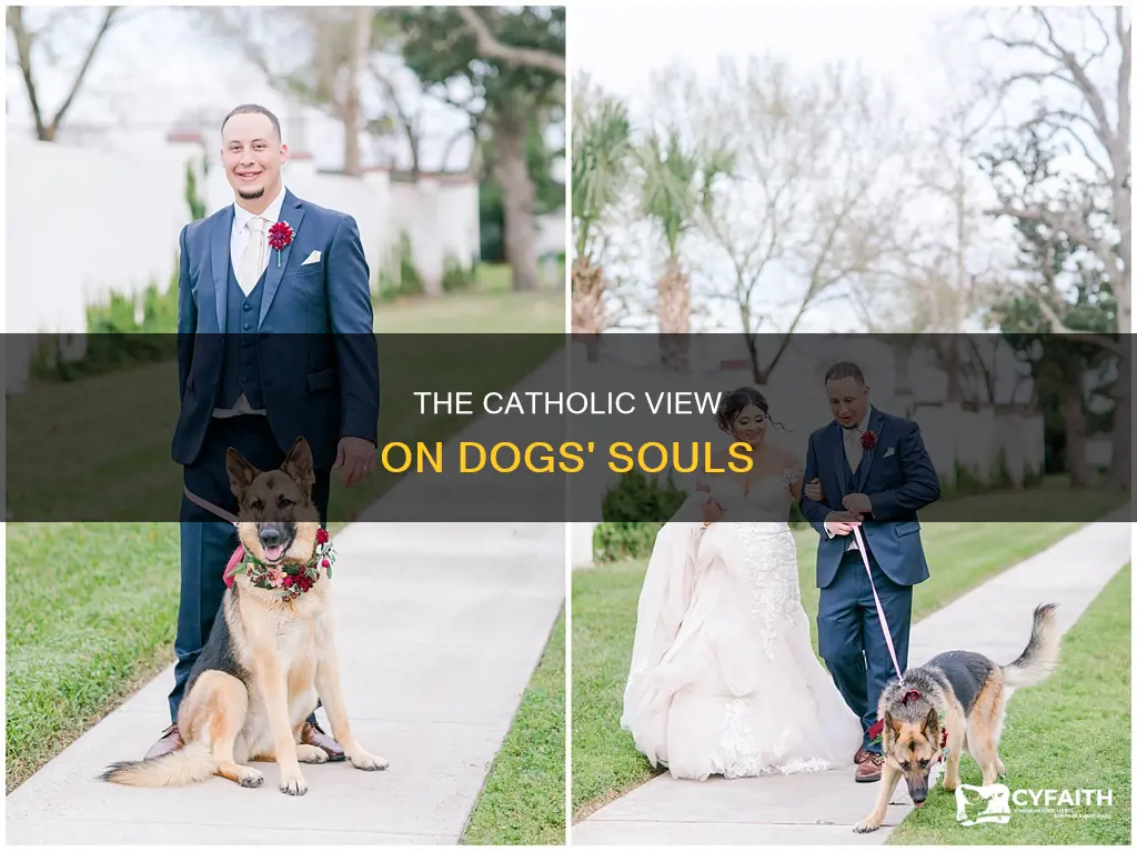 do dogs have rational souls catholic