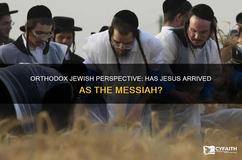 do the orthodox ews believe jesus has come