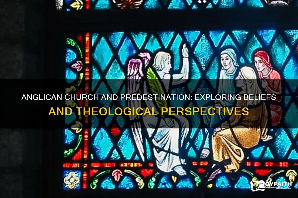 does the anglican church believe in predestination