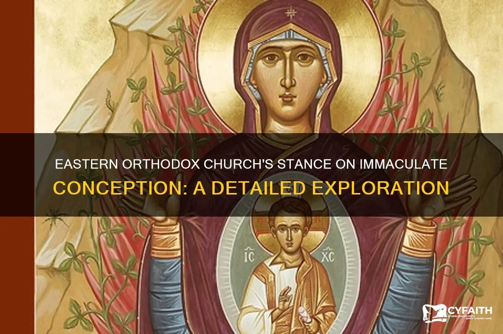 does the eastern orthodox church believe in the immaculate conception