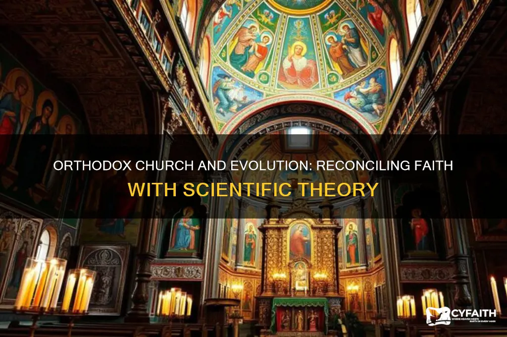 does the orthodox church accept evolution