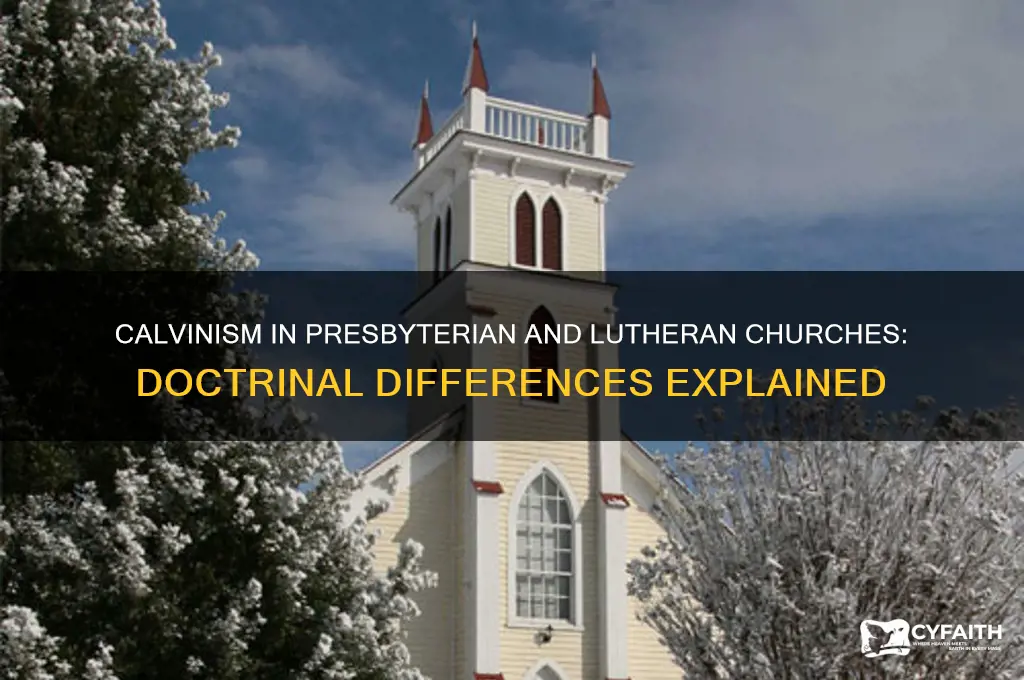 does the presbyterian and lutheran churches teach calvinism