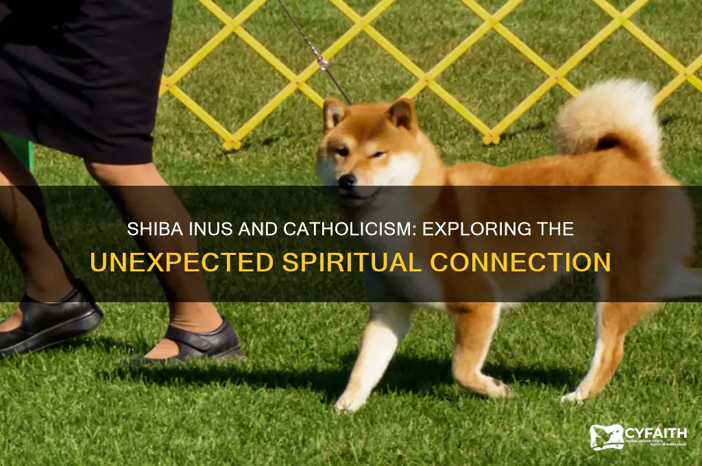 how are shiba inus catholic