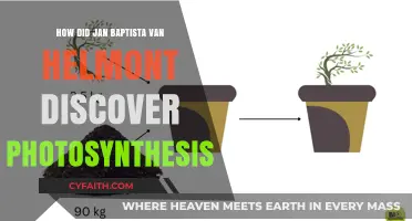 Unveiling the Mystery: Jan Baptista van Helmont's Photosynthesis Discovery