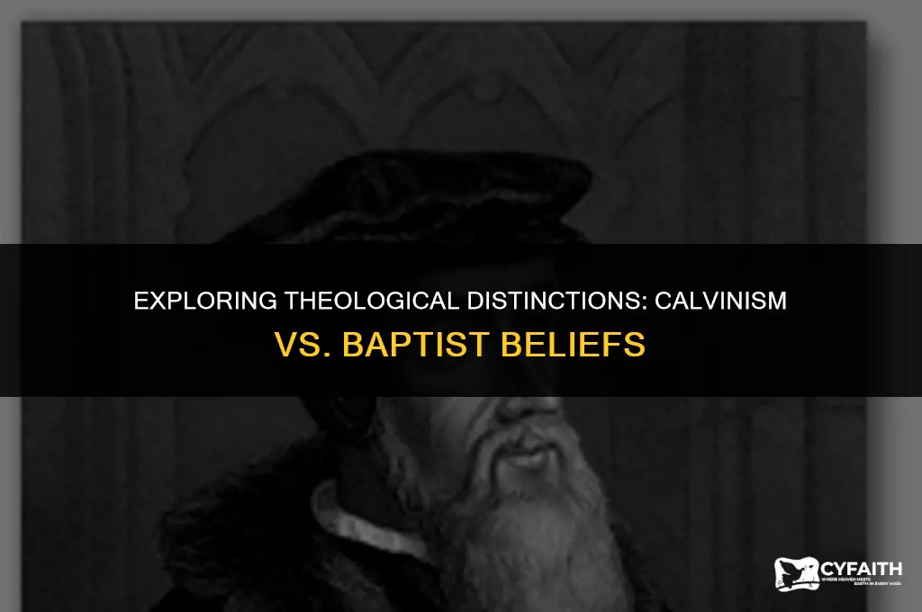 how does calvinism differ from baptist
