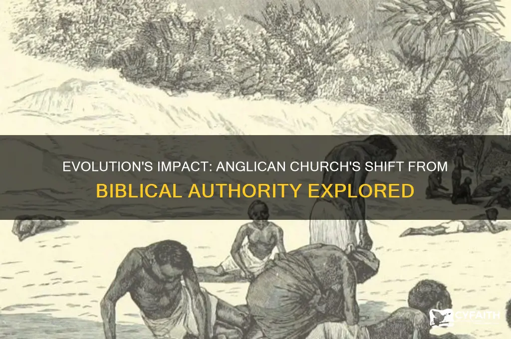 how evolution caused the anglican church to leave biblical authority