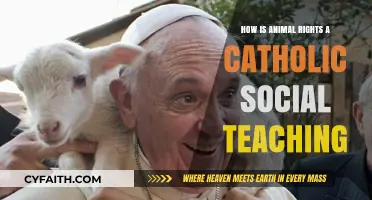 Catholicism and Animal Rights: A Social Teaching