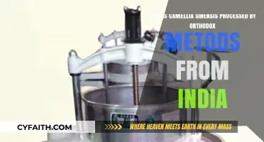 India's Orthodox Tea Processing: Transforming Camellia Sinensis Leaves into Premium Tea