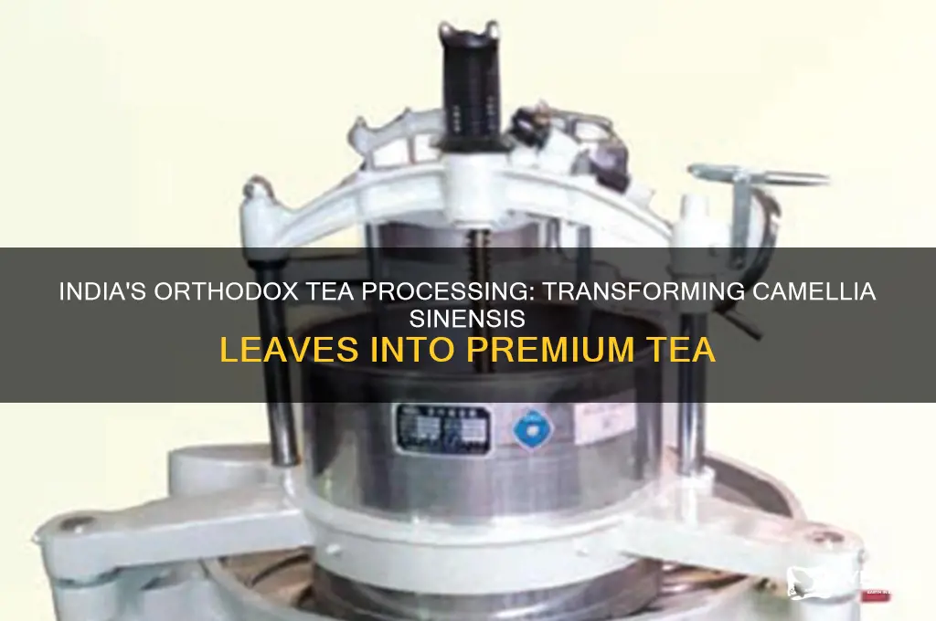 how is camellia sinensis processed by orthodox metods from india