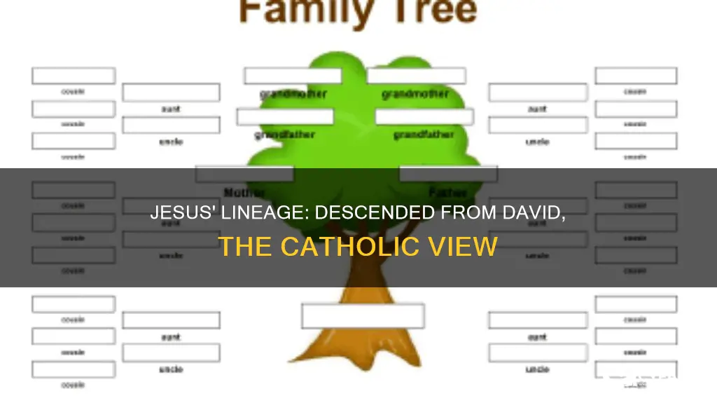 how is jesus descended from david catholic