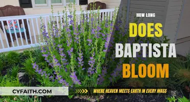 The Ephemeral Beauty of Baptista: A Blooming Timeline