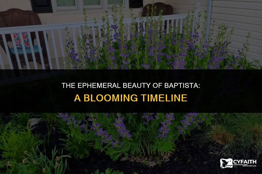 how long does baptista bloom