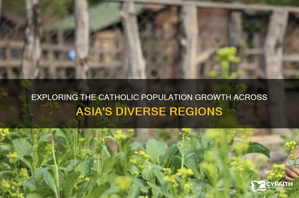 how many catholics in asia