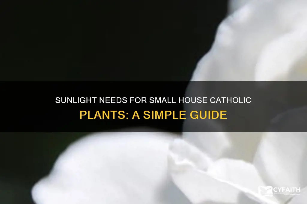 how often does a small house catholic need sunlight