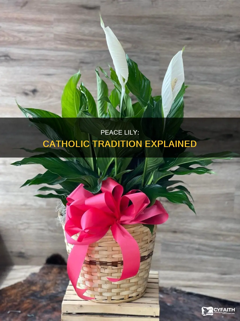 is a peace lily a catholic tradition