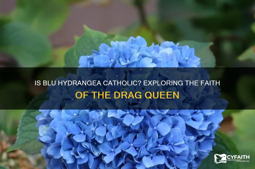 is blu hydrangea catholic