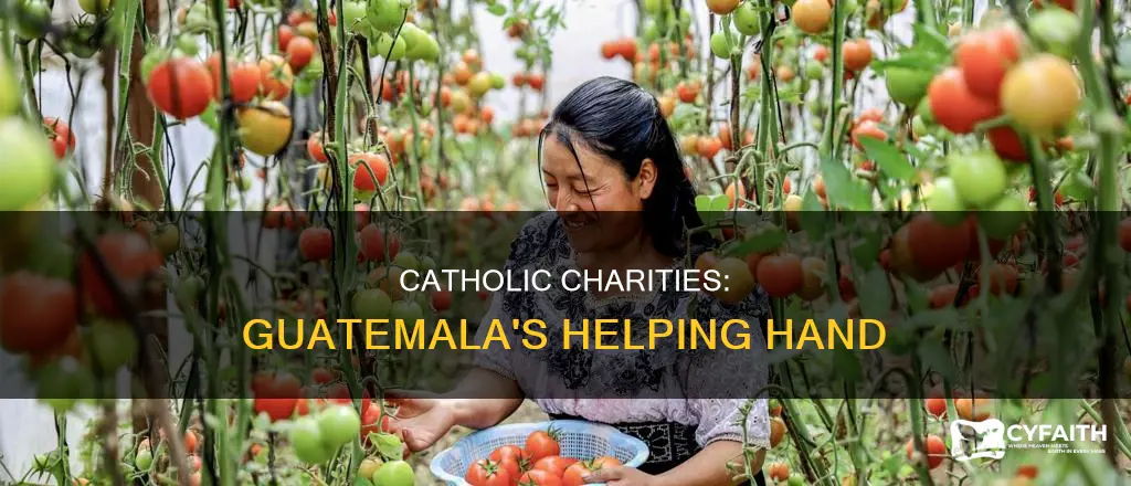 is catholic charities working in guatemala