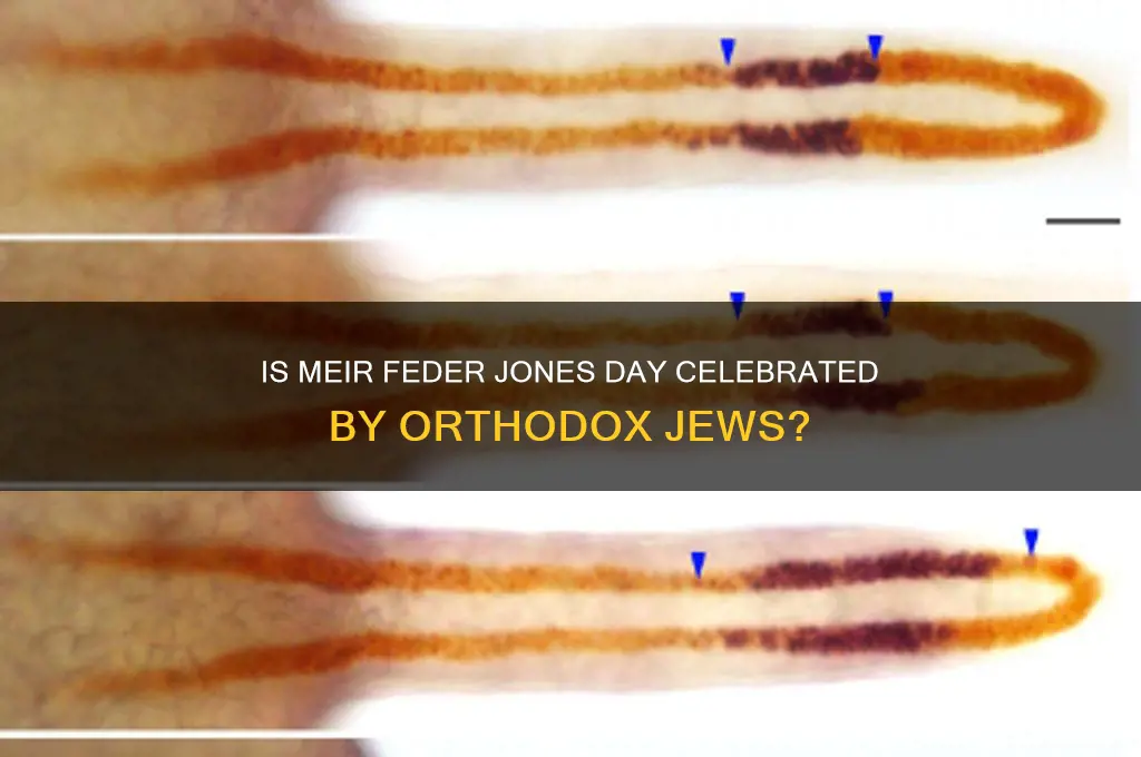 is meir feder jones day an orthodox jew