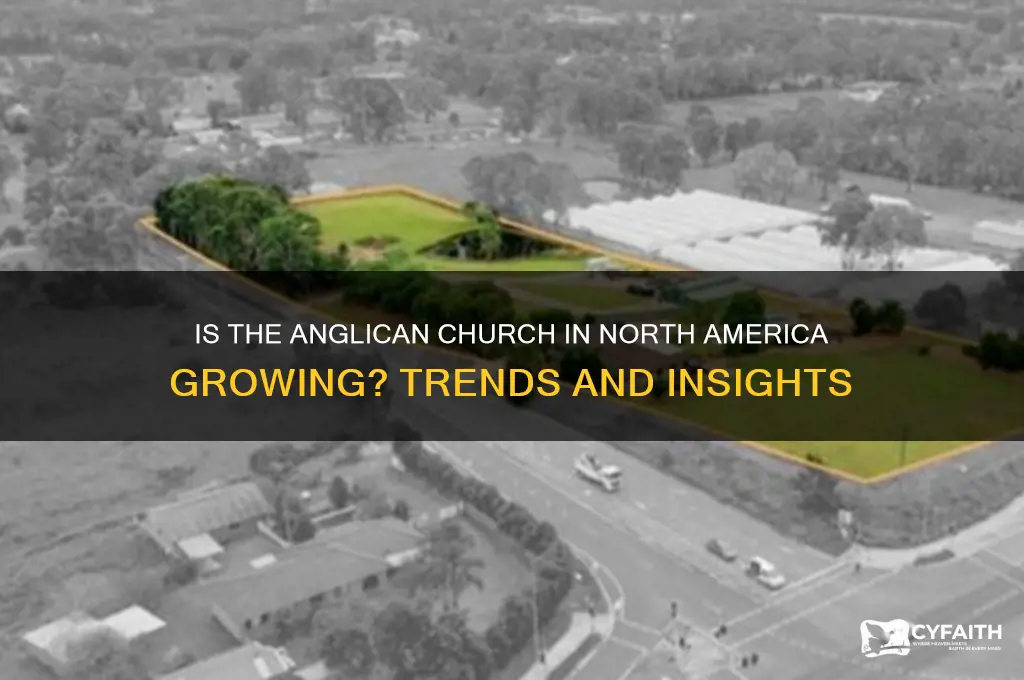 is the anglican church in north america growing