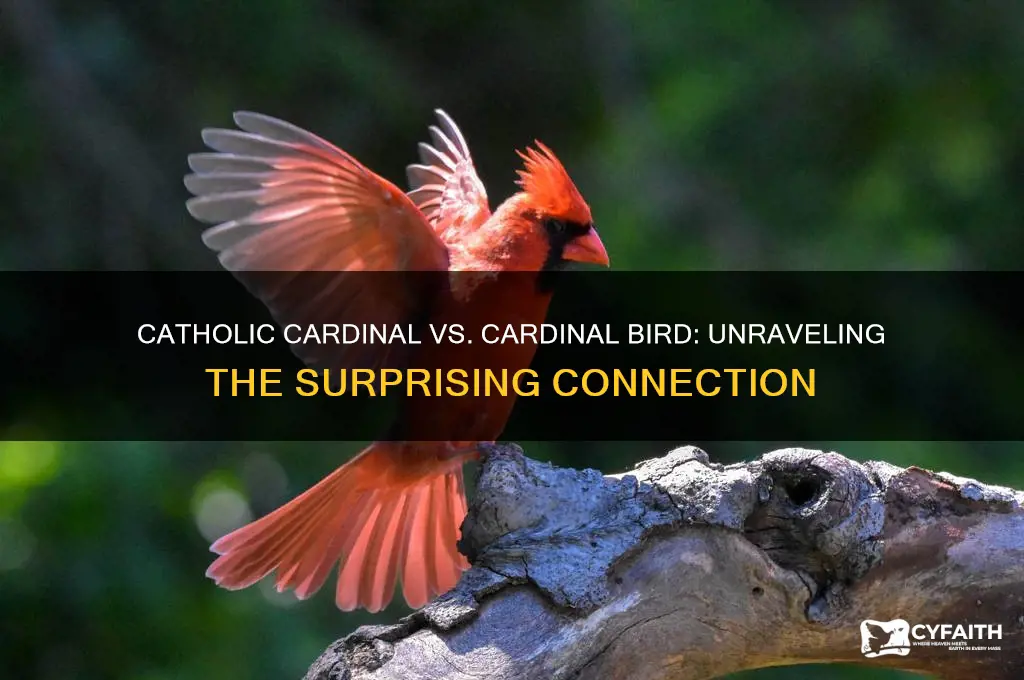is the catholic cardinal related to the cardinal bird