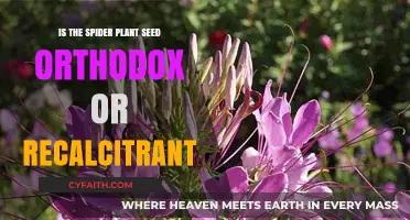 Spider Plant Seeds: Orthodox or Recalcitrant? Unraveling the Mystery