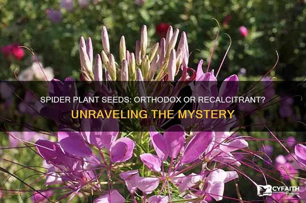 is the spider plant seed orthodox or recalcitrant
