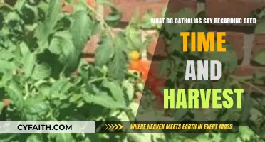 Catholic Teachings on Seed Time and Harvest: Faith, Stewardship, and Blessings