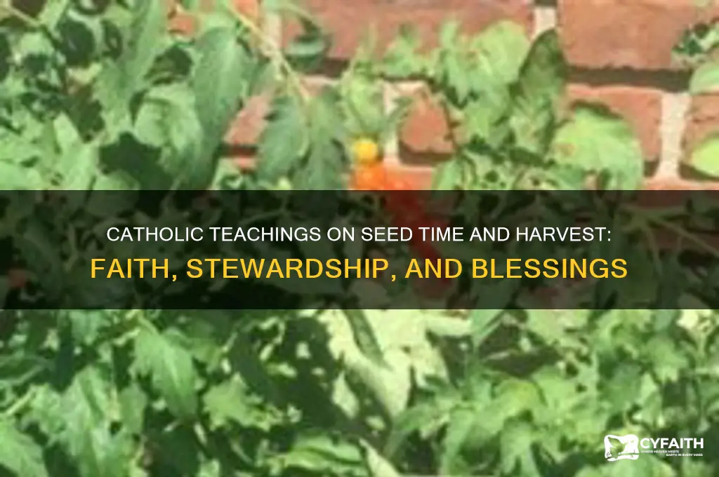 what do catholics say regarding seed time and harvest