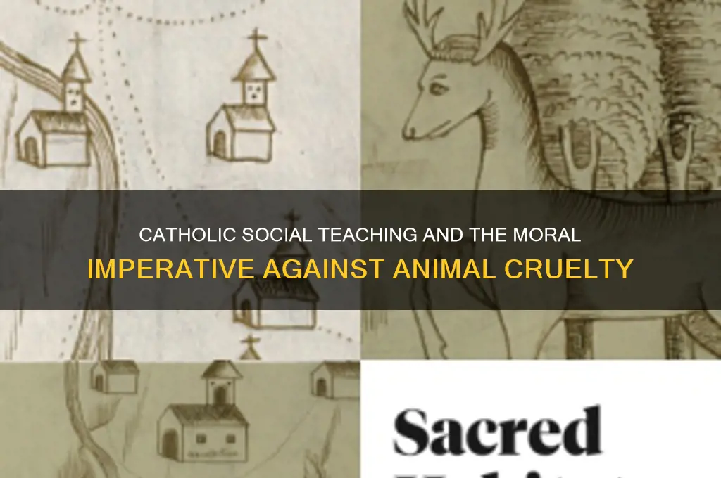 what does catholic social teaching say about animal cruelty