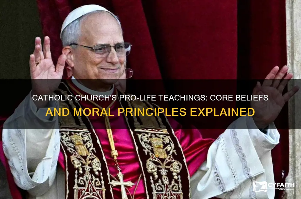 what does the catholic churhc teach about prolife