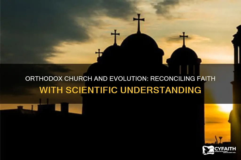 what does the orthodox church believe about evolution