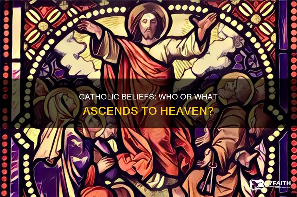 what goes to heaven catholic
