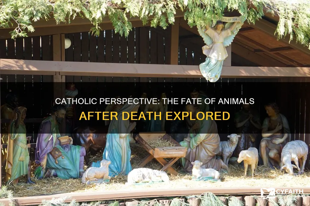 what happens to animals when they die catholic