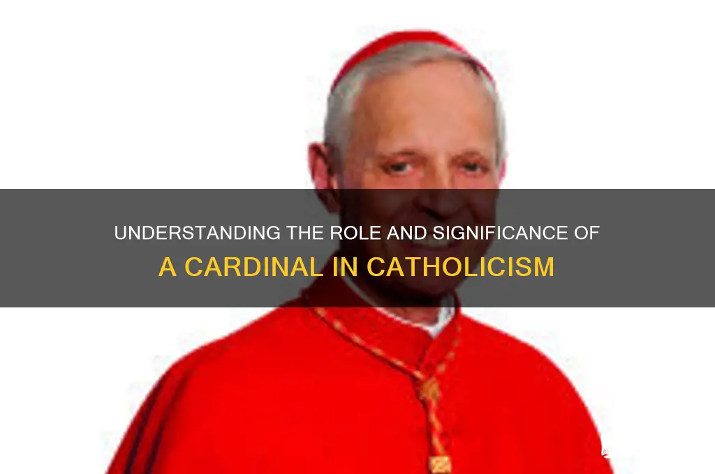 what is a cardinal catholic