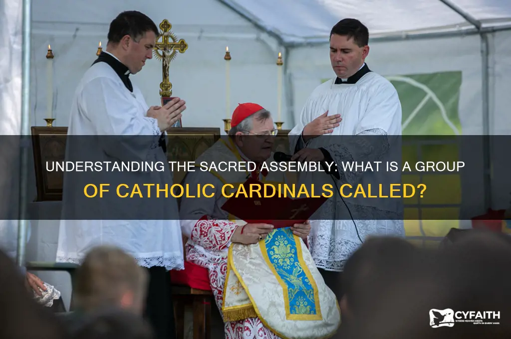 what is a group of catholic cardinals called