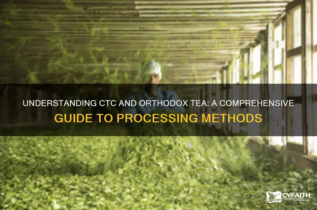 what is ctc and orthodox tea
