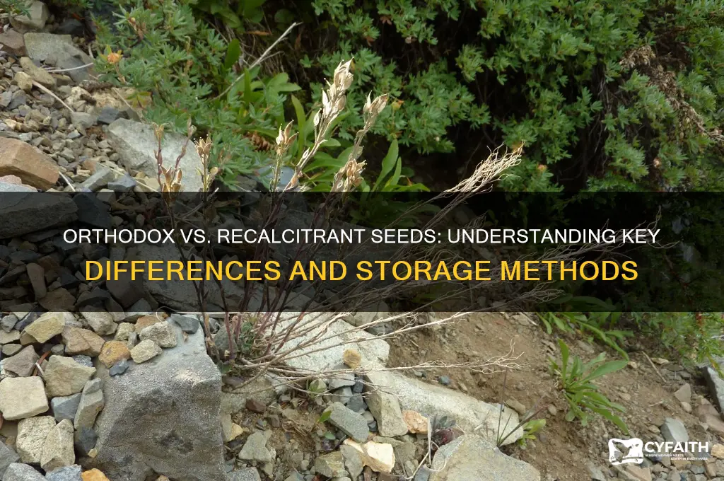 what is difference between orthodox and recalcitrant seeds
