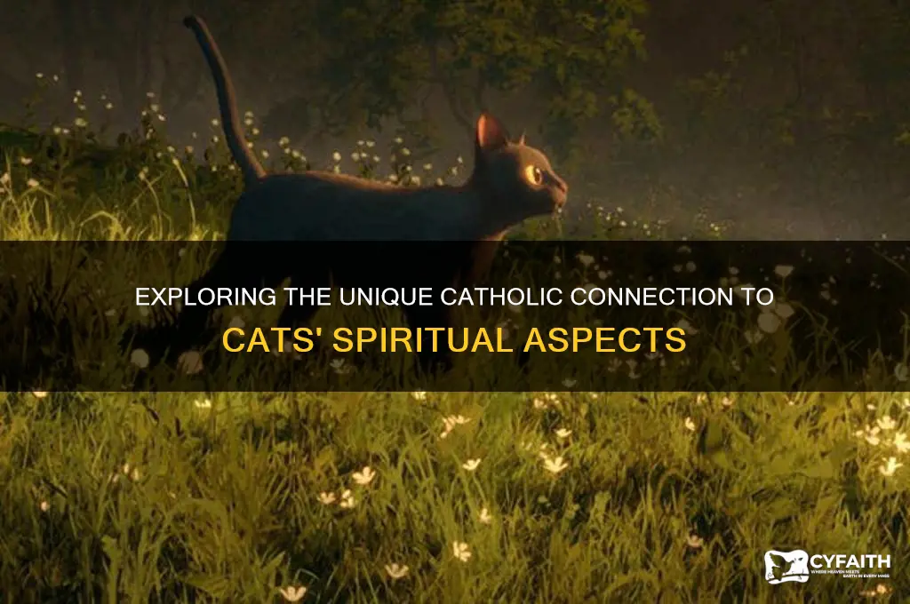 what is the aspect of a cat