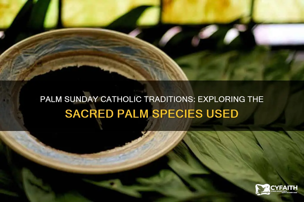 what kind of palms are used on palm sunday catholic