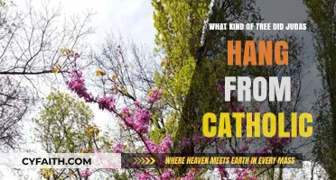 Judas' Hanging Tree: Catholic Tradition and the Fig Tree's Role